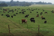 Cows at Mealani Research Station
